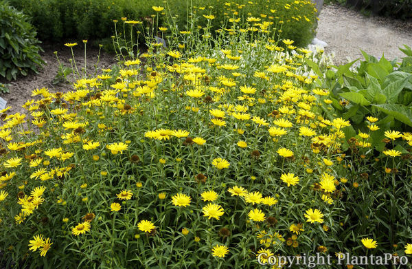 Buphthalmum salicifolium PflanzenKörner
