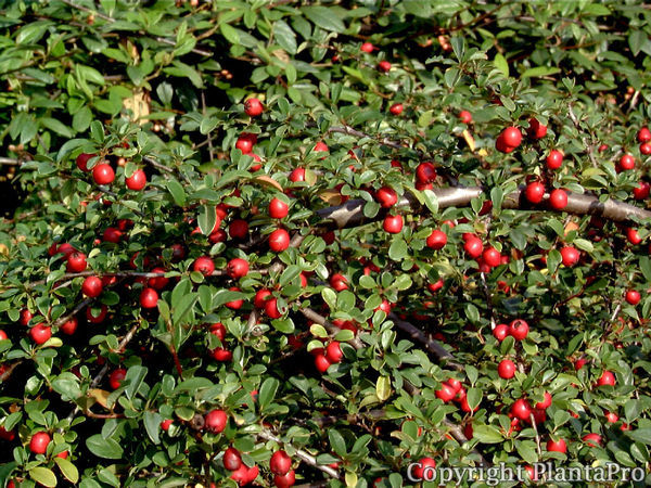 Cotoneaster dammeri radicans PflanzenKörner
