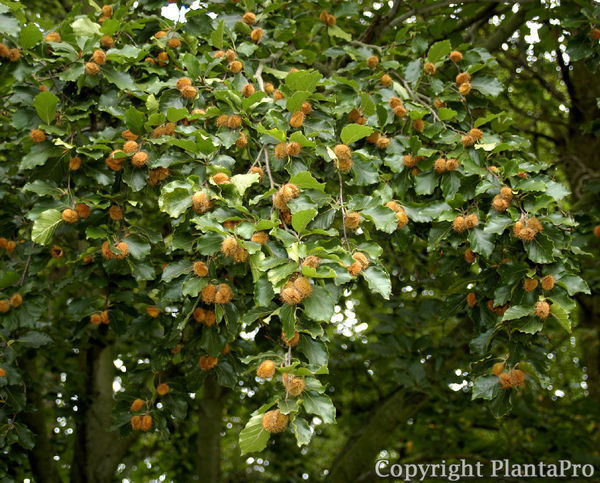 Fagus sylvatica PflanzenKörner