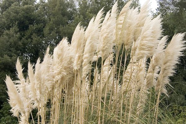 Pflanzen Korner Pflanzen Fur Drinne Und Draussen