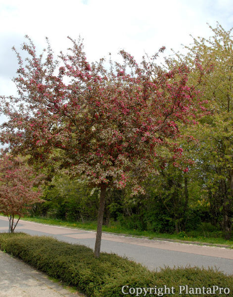 Malus 'Royalty' PflanzenKörner
