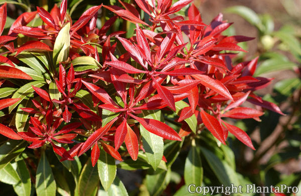 Pieris Japonica Mountain Fire Laubgeholze Pflanzen Korner