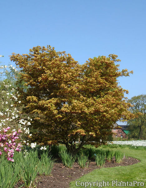 Acer palmatum 'Osakazuki' PflanzenKörner