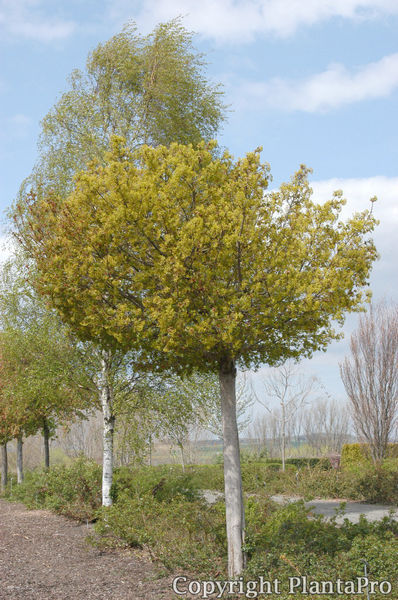 Acer platanoides 'Globosum' PflanzenKörner