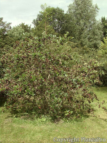 Aronia prunifolia \'Nero\' :: Pflanzen-Körner ::