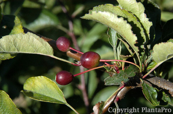 30+ Pflanzen Körner Obstbäume, Obstbäume zu pflanzen ist eine