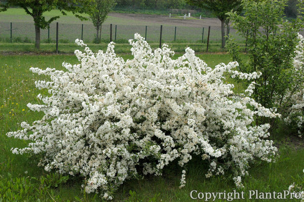 Malus 'Tina' PflanzenKörner