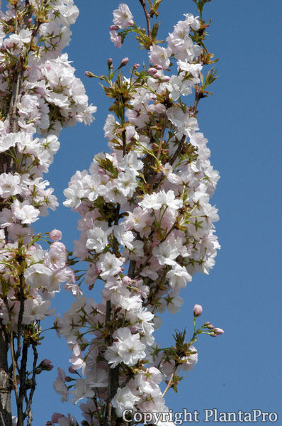 Prunus serrulata 'Amanogawa' PflanzenKörner
