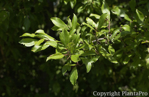 Prunus spinosa PflanzenKörner