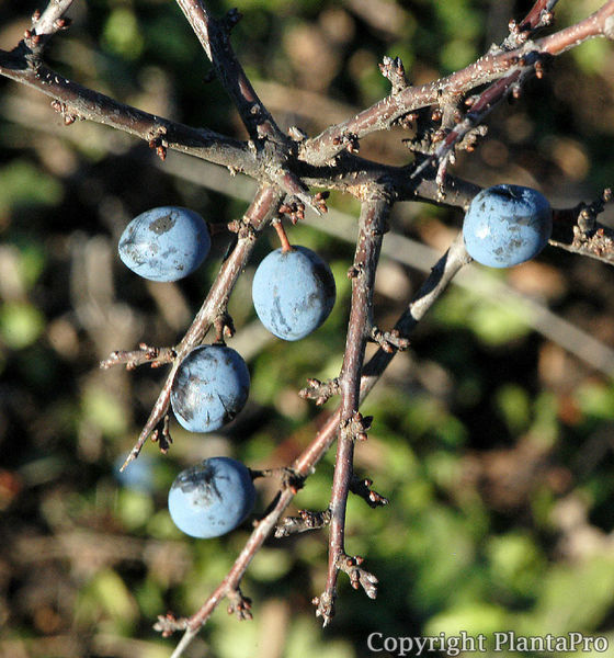 Prunus spinosa PflanzenKörner