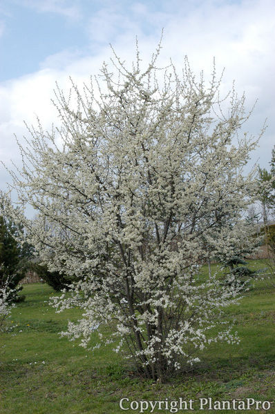 Prunus spinosa PflanzenKörner