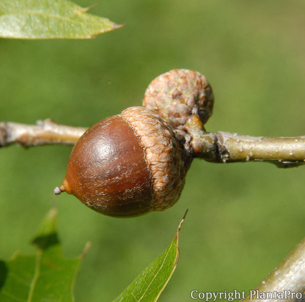 Quercus palustris PflanzenKörner