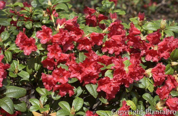 43+ Rhododendron &#039;Scarlet Wonder Pflanzen, Kann ich den rhododendron