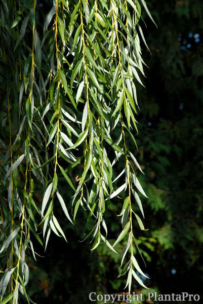 Salix alba 'Tristis' PflanzenKörner