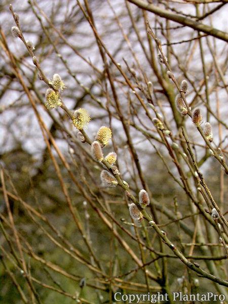 Salix caprea 'Mas' PflanzenKörner